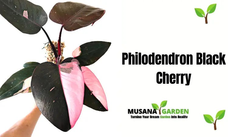Philodendron Black Cherry Care  2023 Ultimate Guide | by JerryJersey's  Garden | Medium