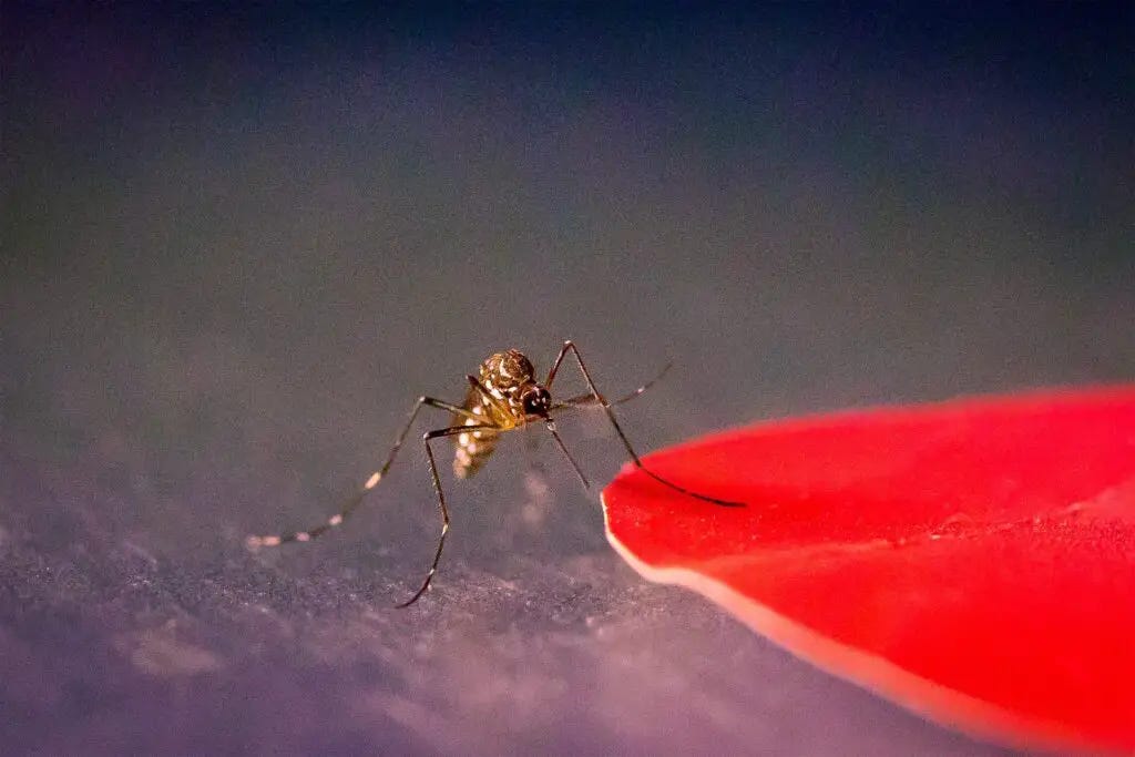 Mosquito outlet attracting light