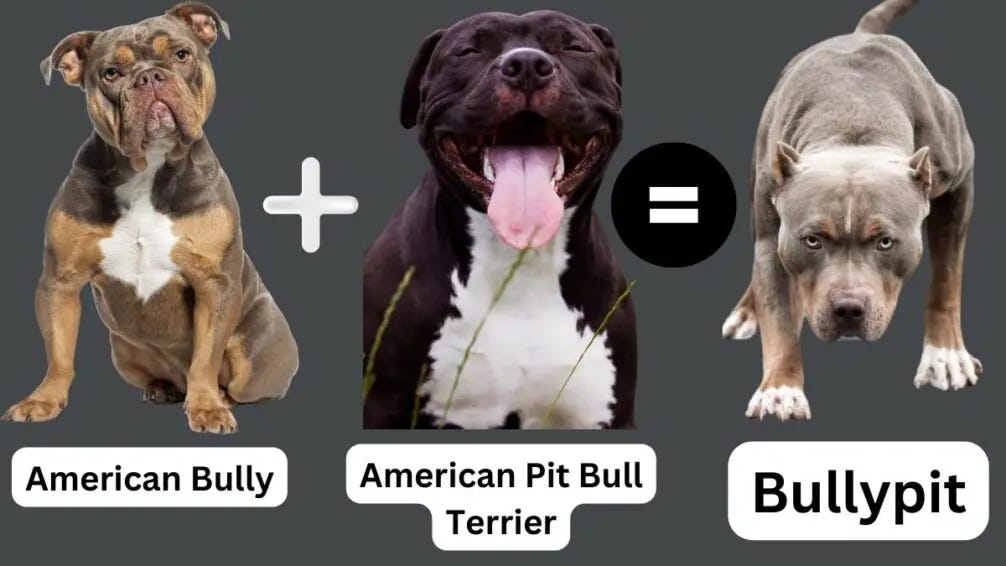 American Bully Breed: A Comprehensive Guide, by MyPetGuides