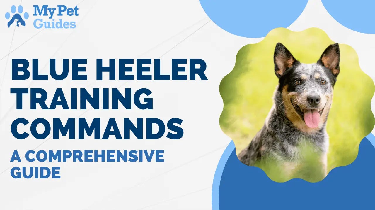Best Type of Toys for Blue Heelers  Blue heeler dogs, Blue heeler, Heeler  puppies