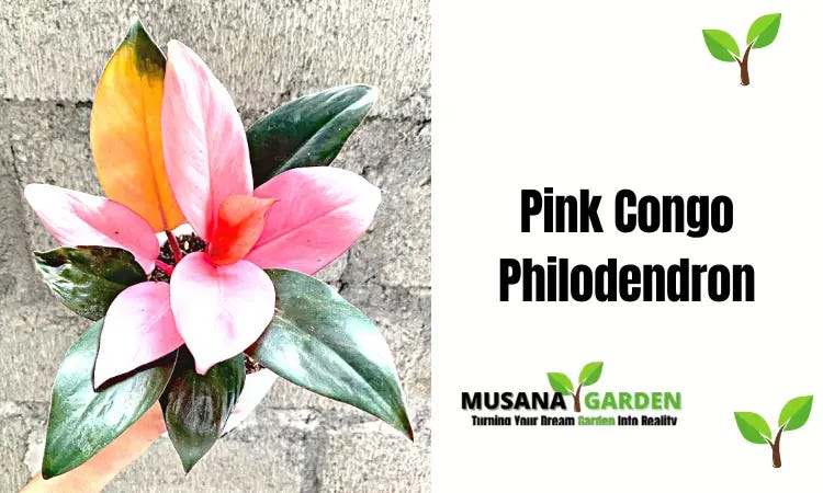 Pink Congo Philodendron: A Comprehensive Guide In 2023 | by JerryJersey's  Garden | Medium