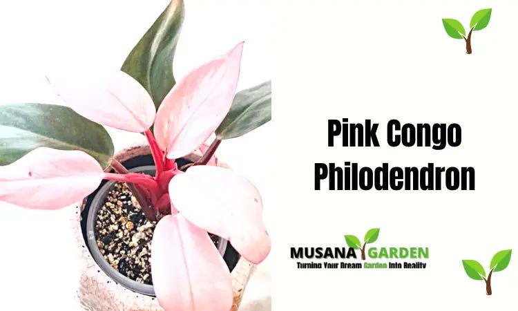 Pink Congo Philodendron: A Comprehensive Guide In 2023 | by JerryJersey's  Garden | Medium