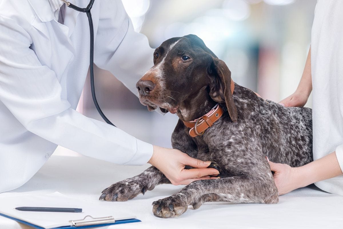 puedo darle a mi perro vetmedin con comida