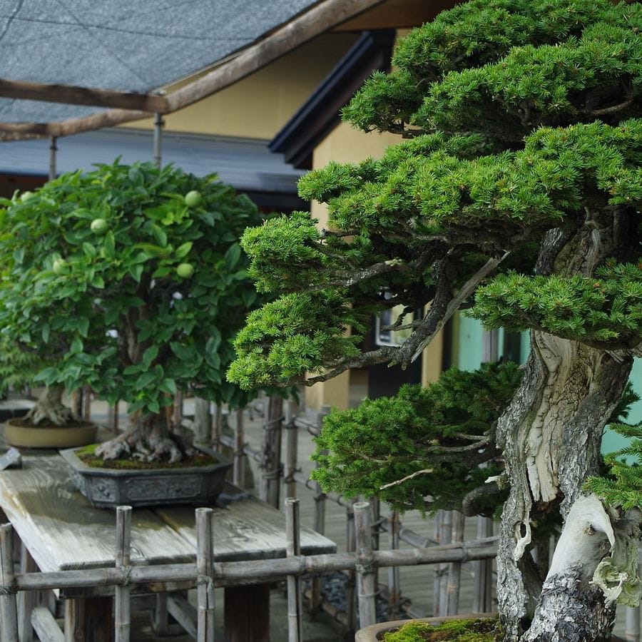 Understanding the Lifespan of a Bonsai Tree | by Mariya Kanegi | Medium
