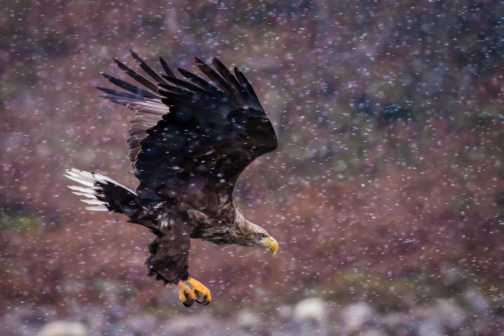 Canon 400mm f5.6L Lens Review | by Adam Karnacz | .RAW Magazine