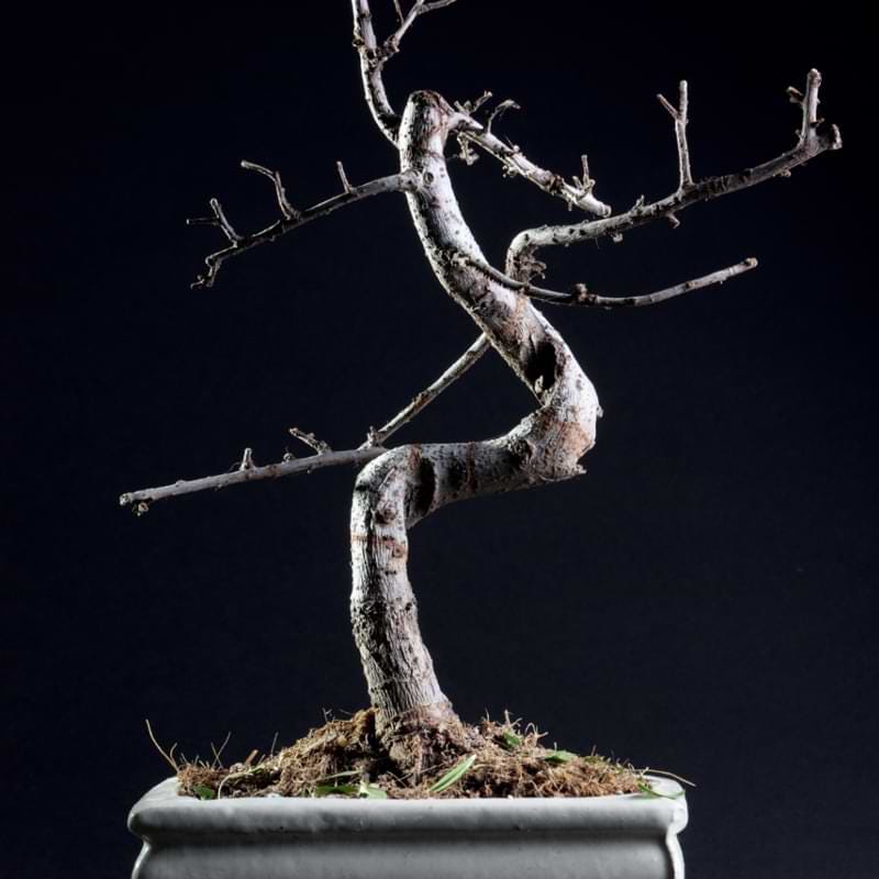 What Happens if a Bonsai Tree is Left in the Sun | by Mariya Kanegi | Medium