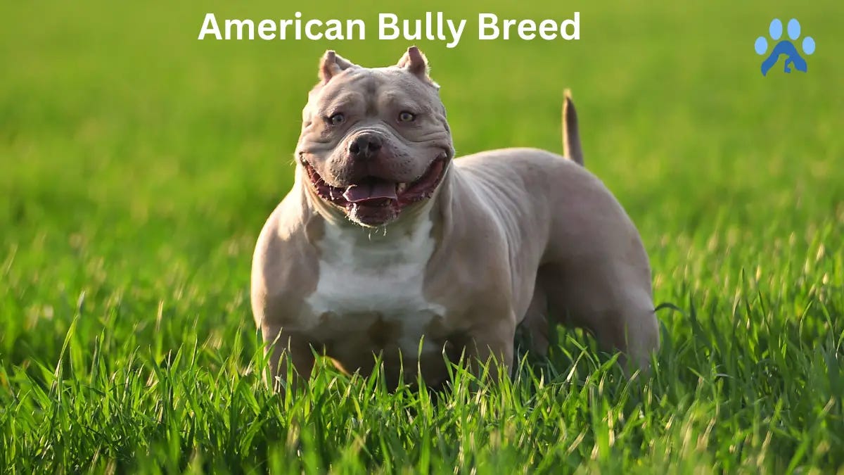 I'm a dog behaviour expert - here are THREE reasons American Bully