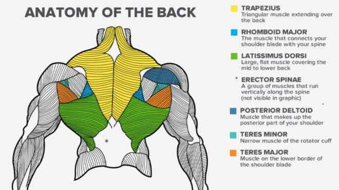 Barbell Lat Workouts For Bigger and Stronger Back, by FIT LIFE REGIME