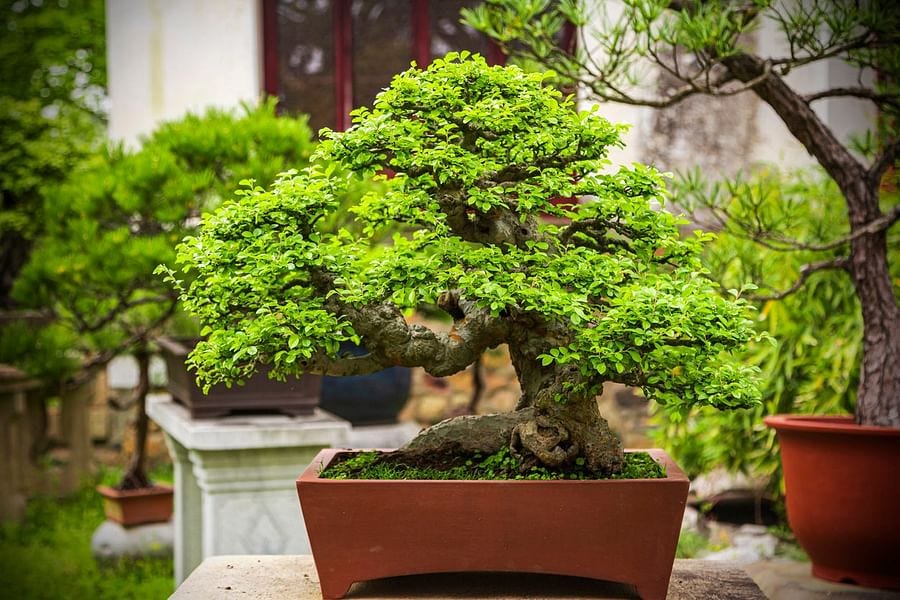 The Unique Charm of Bonsai Trees | by Mariya Kanegi | Medium