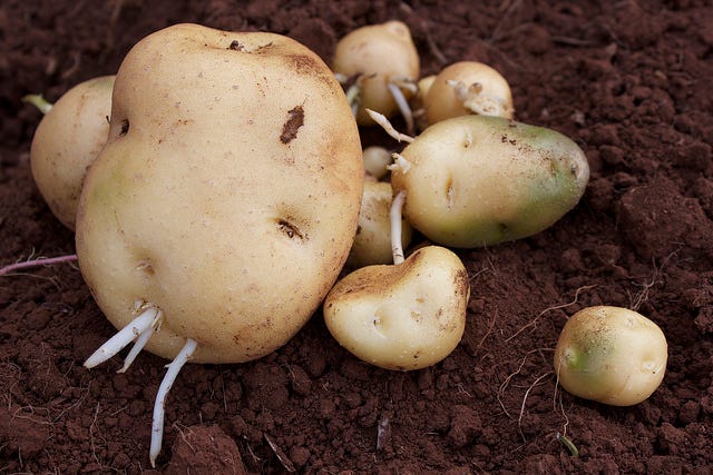 10 Strategies For Soaring Potato Sales - Produce Business