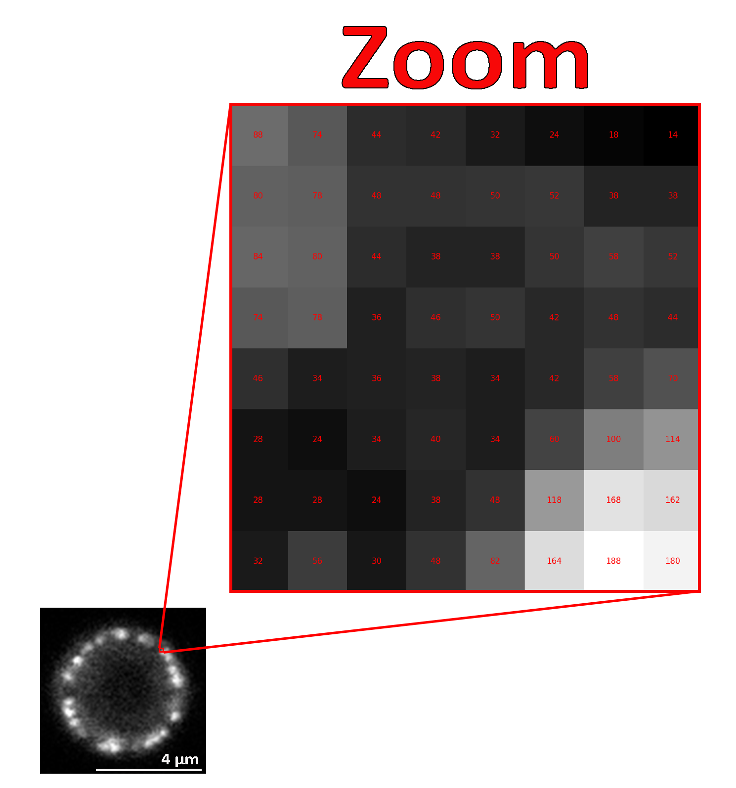 (Bio)Image Analysis with Python: Read and load microscopical images using Matplotlib