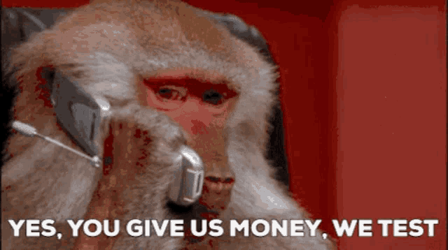 Monkey test meme