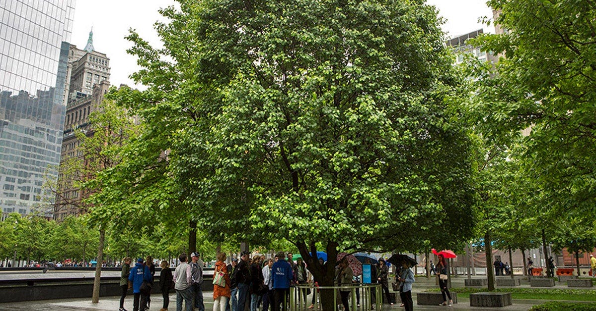 The Tree that Survived 9/11 - Jane Goodall's Good for All News