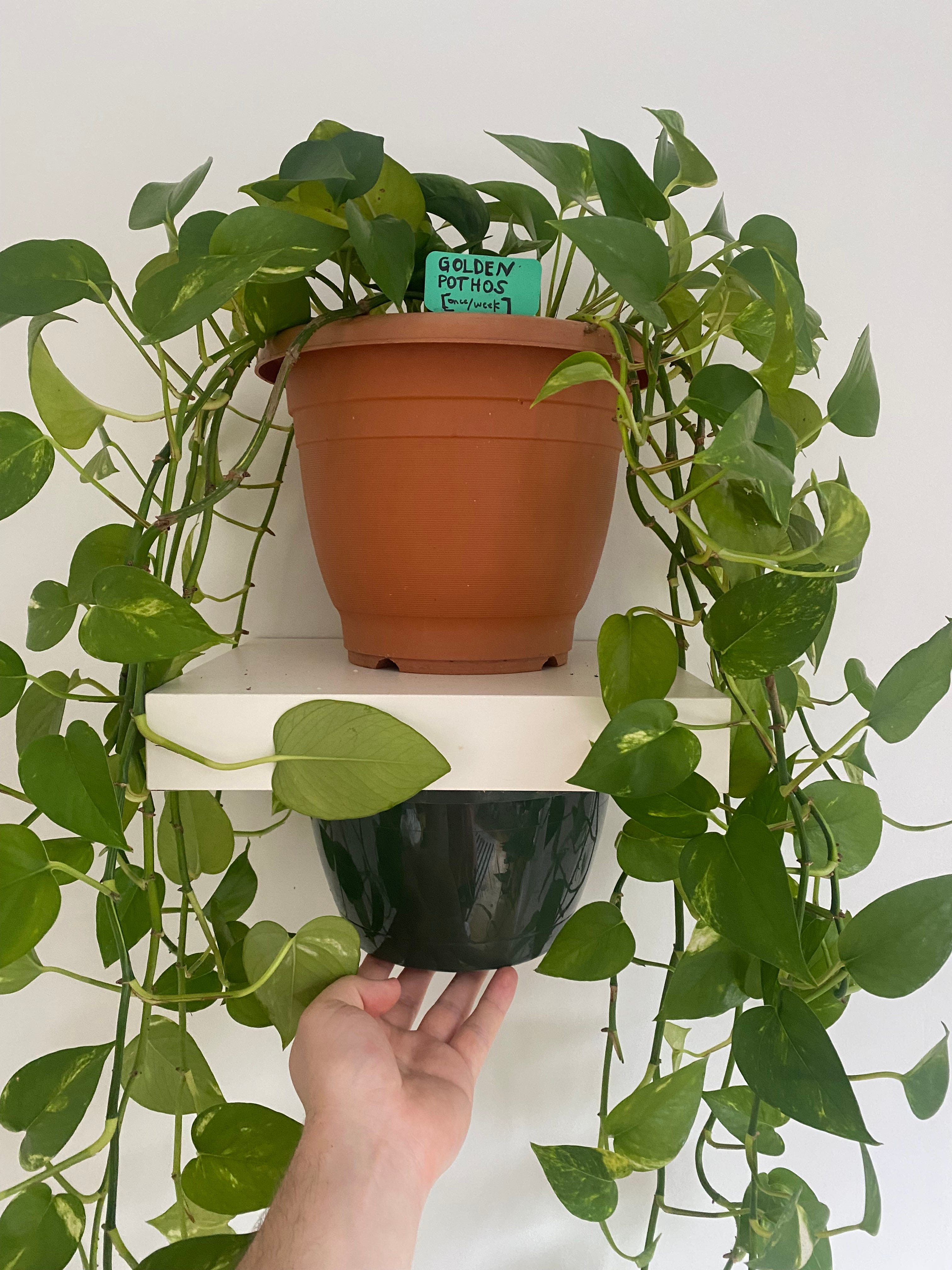 When (And How) To Repot Your Pothos | by Matt Croak Plants | Medium