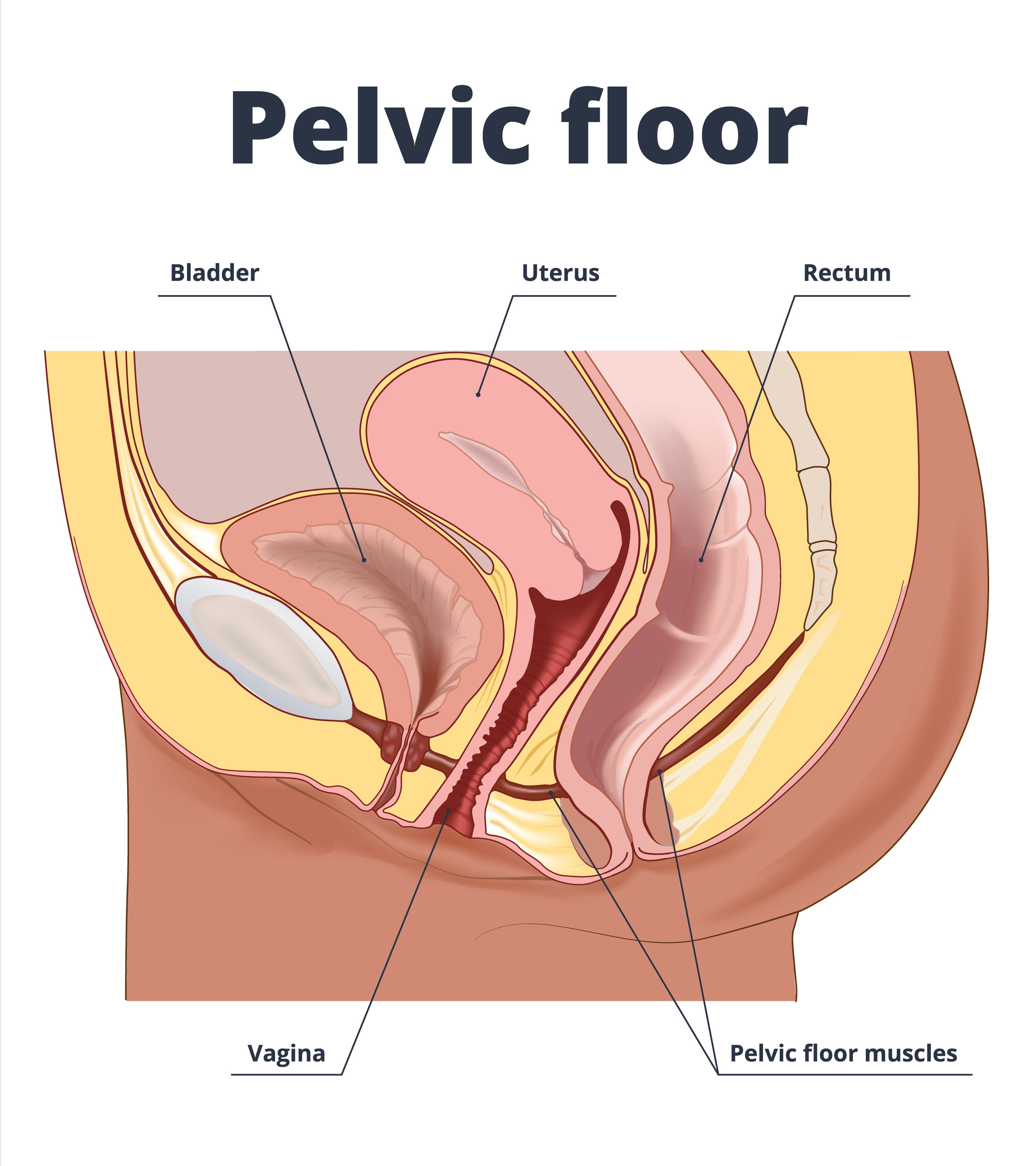 Anatomy chart of the pelvic floor.