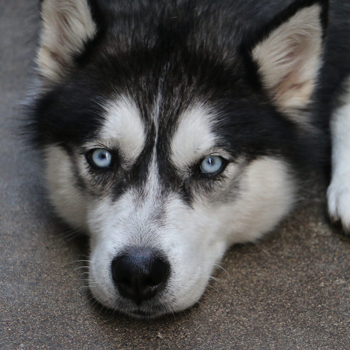 Siberian husky hot sale cross wolf