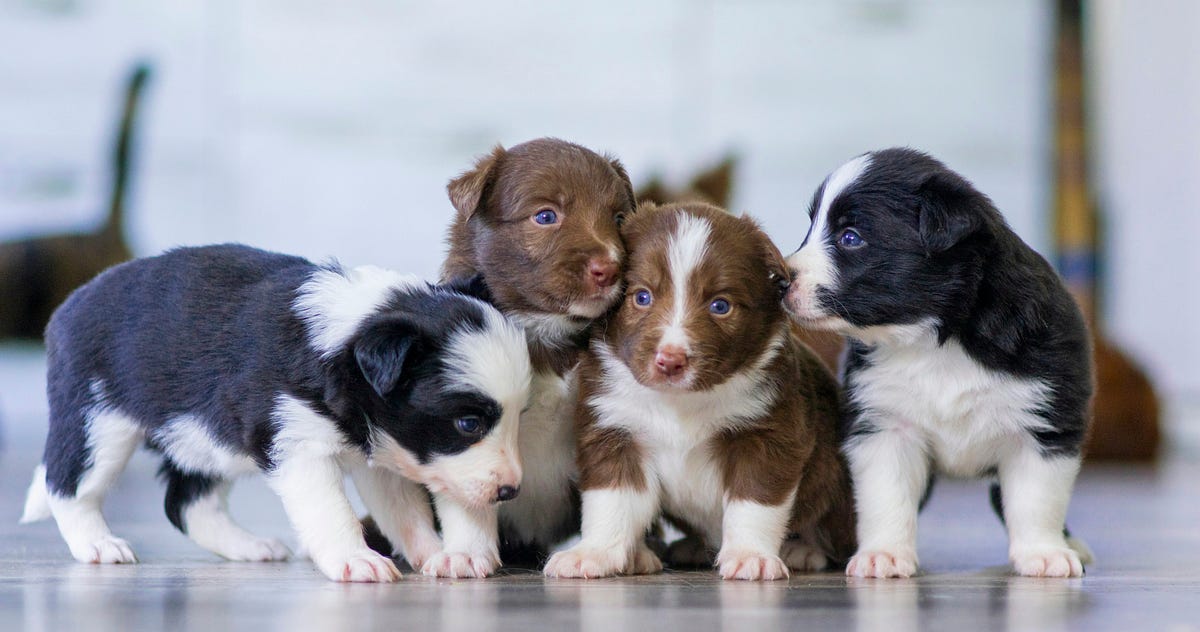 When Should My Adorable Puppy Begin Obedience Training? Medium