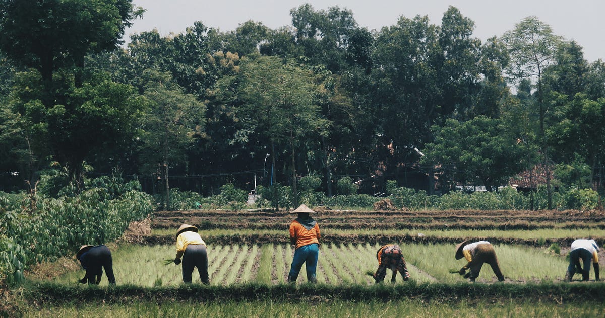 Last Frost, Rice Seedlings Grow