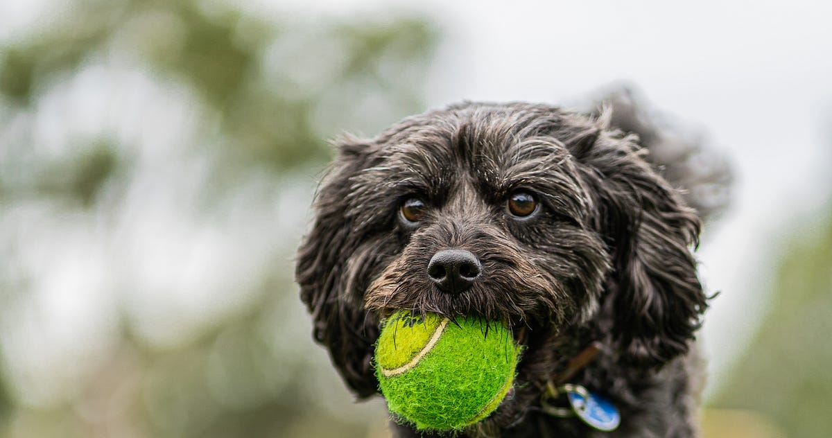 What Is the Difference Between ‘Git Pull’ and ‘Git Fetch’? | by Dr ...