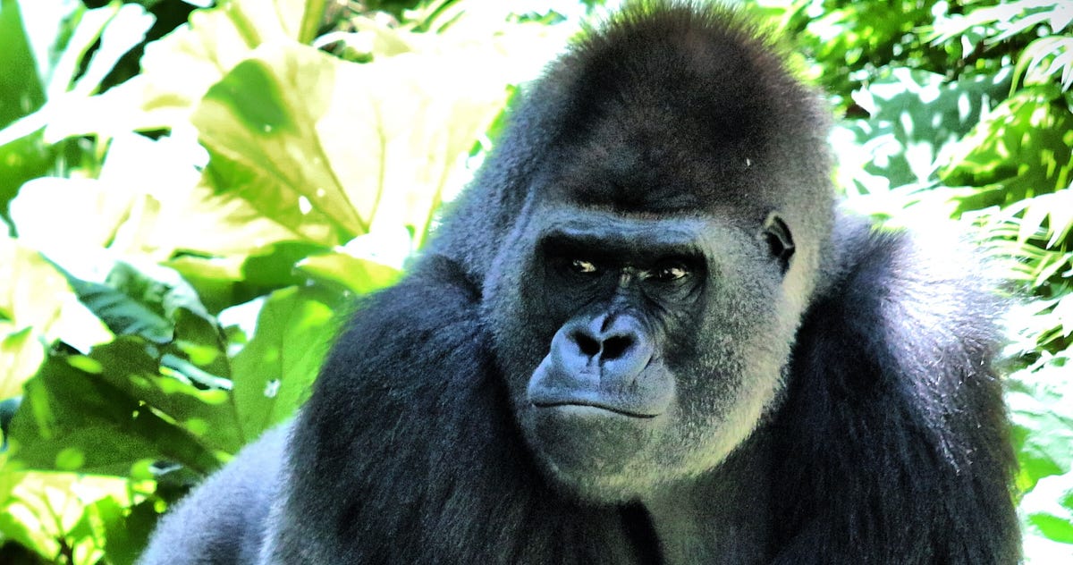 Koko’s Final Message to Humanity — The Real Version | by Smillew ...