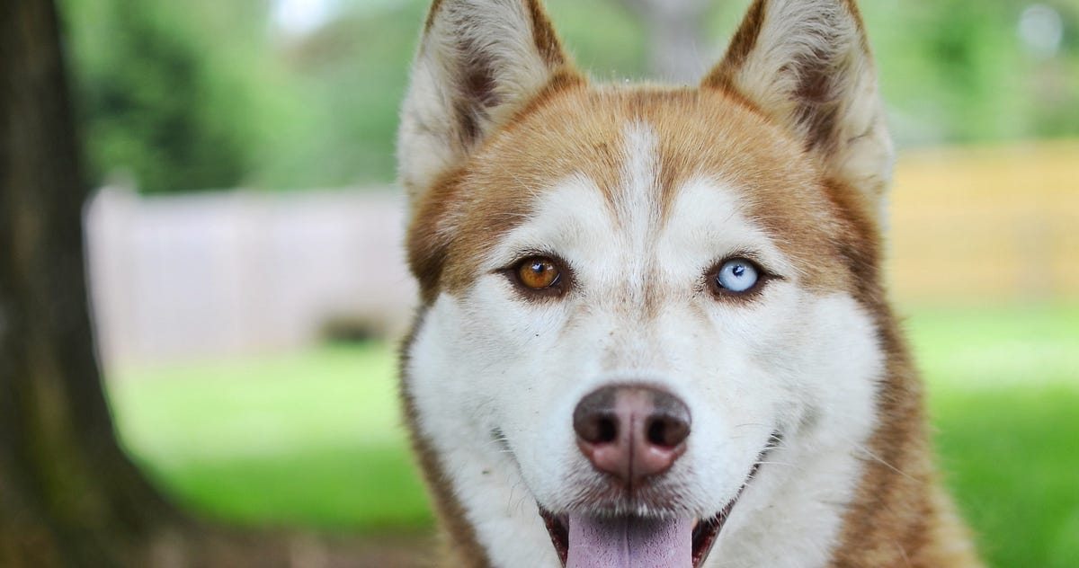 How To Use the Built-In Parameters Type in TypeScript | by Dr. Derek ...