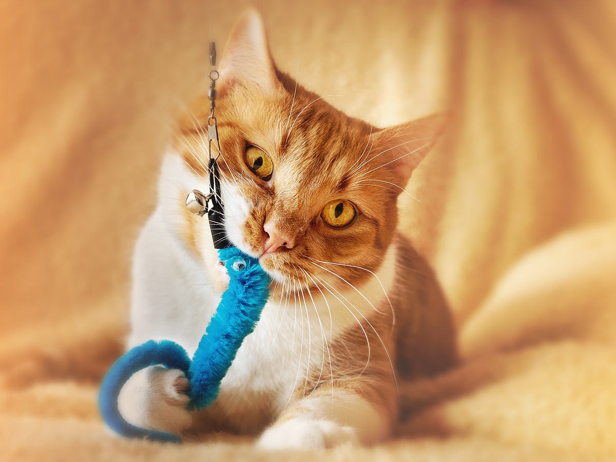 Toys clearance kittens love