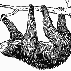 3-Toed-Sloth