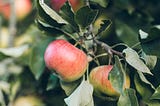 Genetic Hybridization of Apples