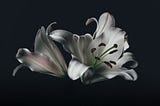 Two white lilies on a black background