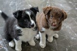 picture of two cute puppies