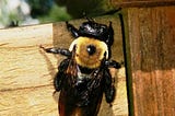 What Are Carpenter Bees and how to Get Rid of Them?
