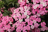 Thanks for Shopping at Dianthus Dreams