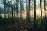How Forest Bathing Saved My Life