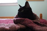 A black cat is wrapped in a burgundy knitted blanket.