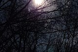 A bright full moon is framed by several trees and branches .