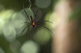 The Spider’s Lesson: Embracing Peace Over Fear