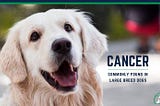 5 Cancers Commonly Found in Larger Breed Dogs