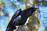 The Raven and the Wild Geese