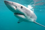 South Africa’s last remaining white shark stronghold under threat