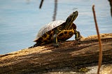 A turtle sits on the bark of a tree.