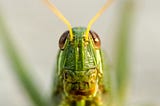 Locust experiments — Feeding the locusts