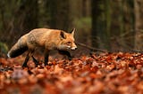 Deploy GitLab Server on Synology NAS