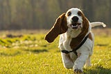 My Investment Advisor Is a Dog. Here’s What He’s Buying Right Now.