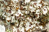 Here’s 10 Reasons to Love Lichens