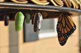 Um casulo verde, outro escuro (com uma borboleta quase saindo) e uma borboleta