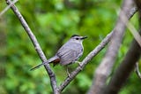 little Grey Catbird on a branch. Its coat is several shoft shades of grey and it has a little black cap on its head.