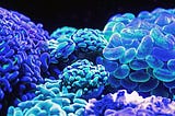 Gut health and Brain Fog