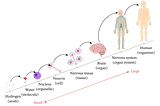 What Conway, Ants, and Apache Kafka Can Teach Us About AI System Design