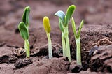 Sprouting plants emerging from the soil