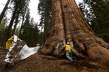 Managing Ecosystems Under Climate Threat Requires New Thinking